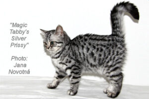 shorthair tabby cats 6 Magic Tabbys Silver Prissy
